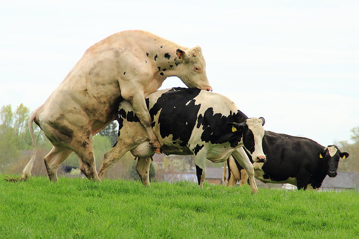 牛 农业 牧场 人工授精 育种 艺术博览会 繁殖 公牛 双 性别 母牛