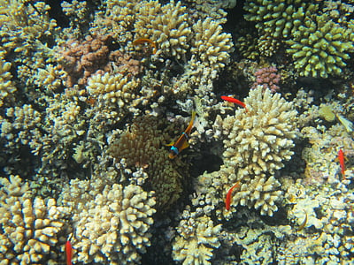 Rudé moře, Coral, Egypt, potápění, ryby