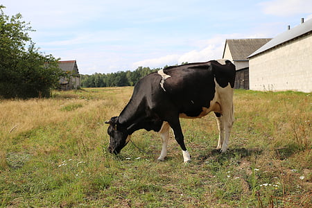 con bò, sữa, làng, Meadow, Kennel, tin giờ chót, động vật