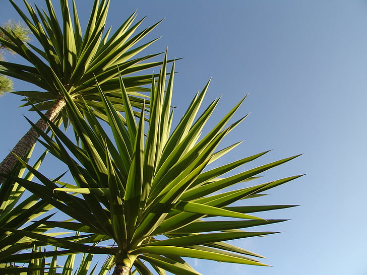 Portugal, Palm, maritieme, hemel, blauw, groen, plant