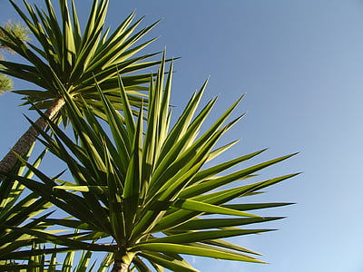 Portugal, Palm, marítima, céu, azul, verde, planta