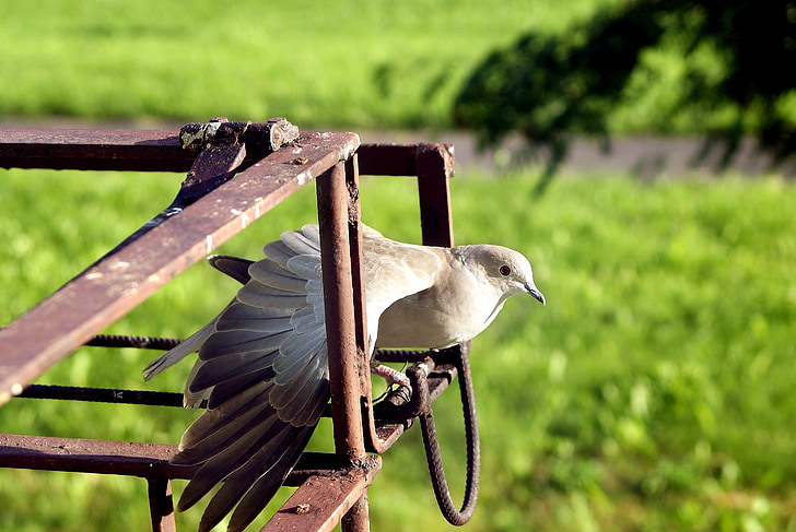 Dove, lintu, siivet, puolella, aiheuttaa, Messenger, kynä