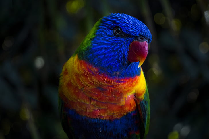 dyr, fugl, lukke, farverige, farverige, makro, papegøje