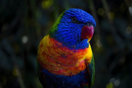 animale, uccello, Chiuda in su, colorato, colorato, macro, pappagallo