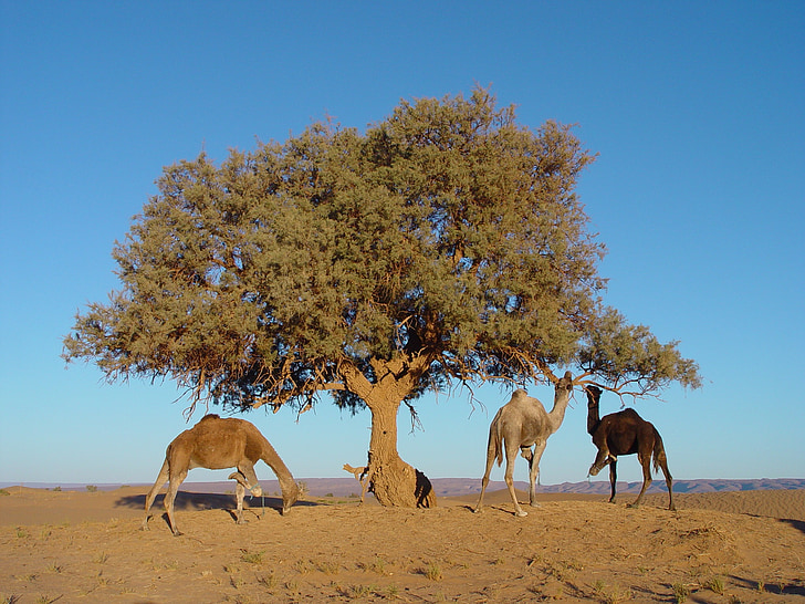 morocco, tree, camel, nature, animal, hump, africa