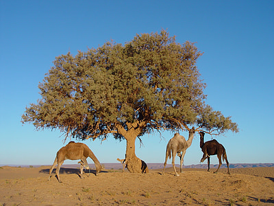 摩洛哥, 树, 骆驼, 自然, 动物, 驼峰, 非洲