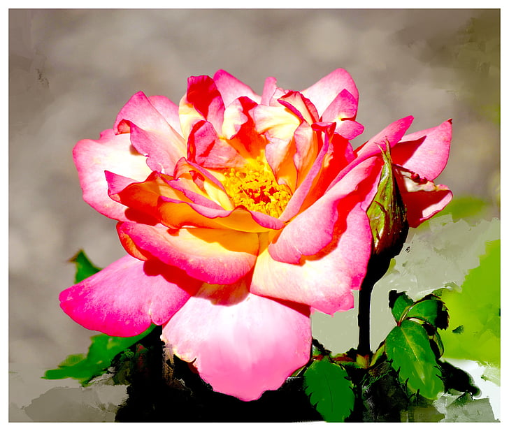 прекрасні троянди, Краса, рожевий, Романтика, квітка, парк, Англійська сад