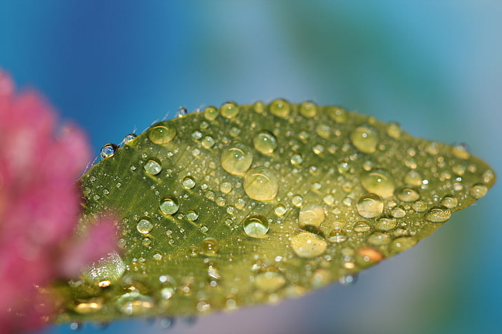dewdrops, dew, leaf, green, nature, water, macro