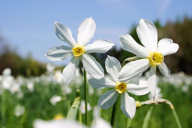 kevään, niitty, valkoiset kukat, narsisseja