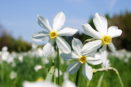 printemps, Meadow, fleurs blanches, jonquilles