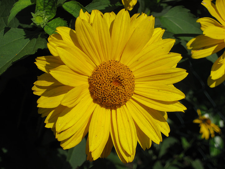 yellow, summer, flower