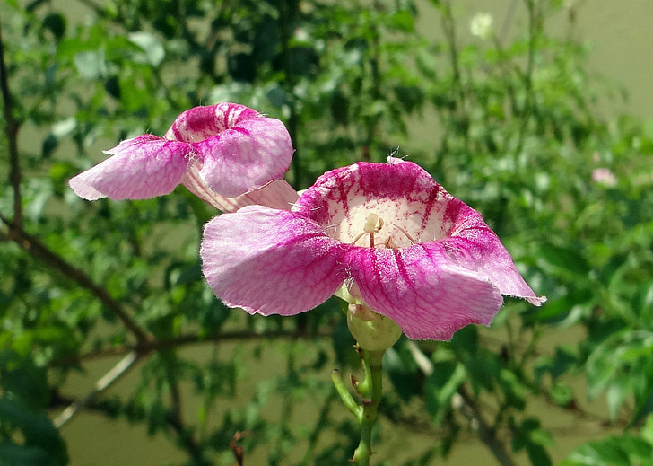 짐바브웨 발 바리, 시바의 여왕, 꽃, 핑크, podranea brycei, bignoniaceae, pandorea brycei