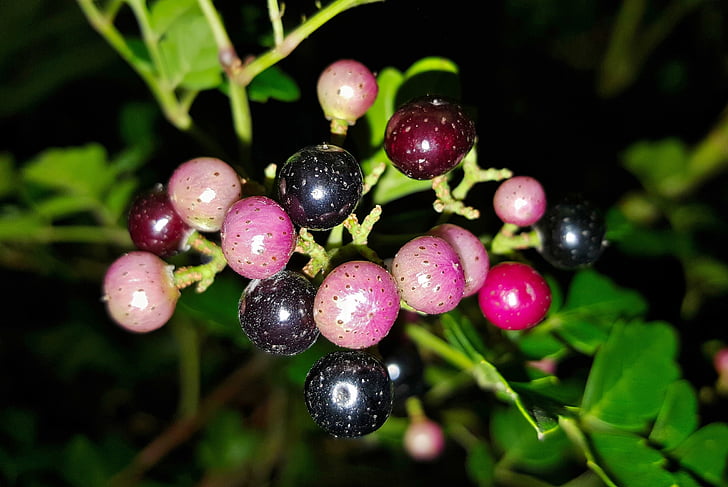 peppervine, plants, weeds, berries, fruit, peppervine berries, berry