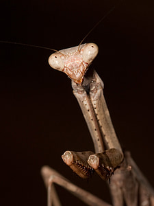 praying mantis, close up, green, insect, bug, head, portrait