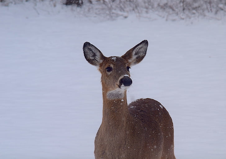 deer, snow, beautiful, doe, park, animal, wildlife