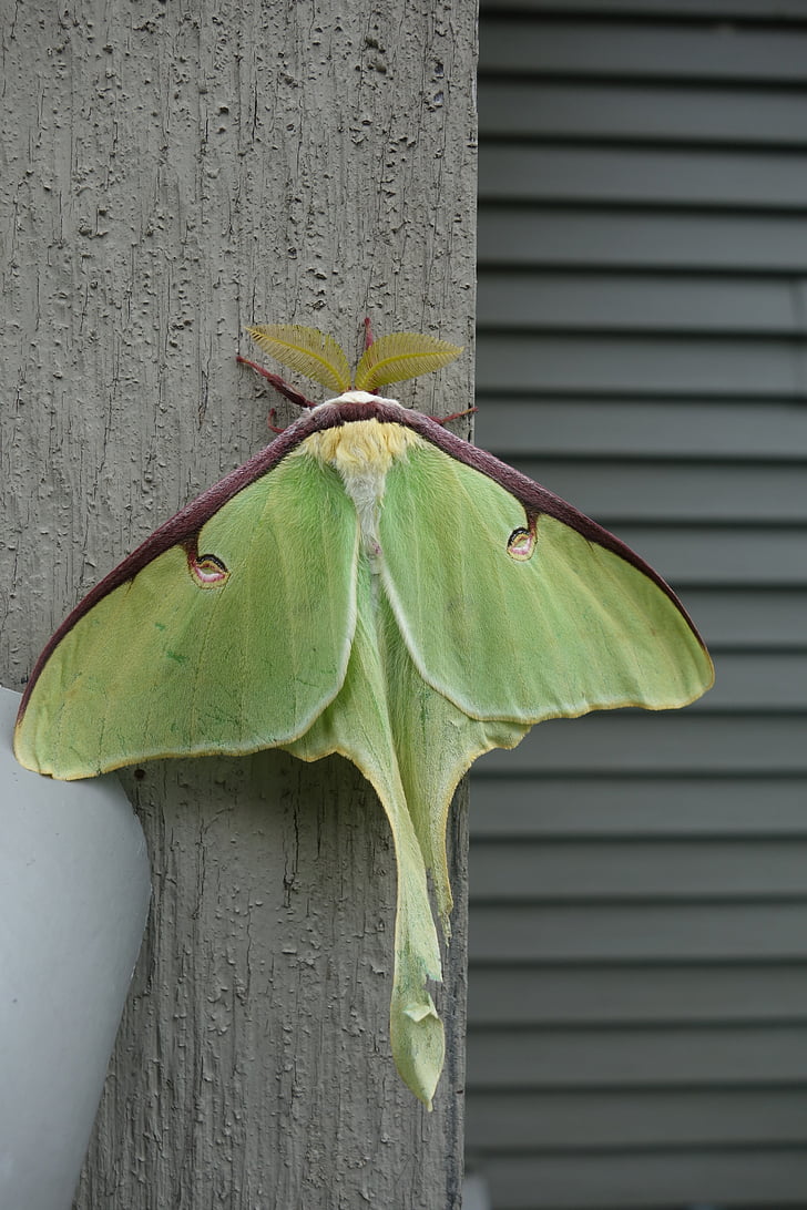 Luna moth, Actias luna, antenn