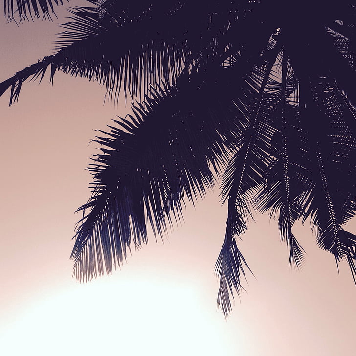 coconut tree, nature, palm, silhouette, sky, tree, palm Tree