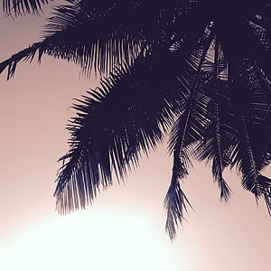 kokosová palma, Príroda, Palm, silueta, Sky, strom, palmy
