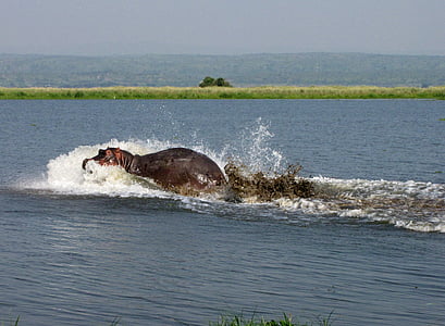 povodni konj, Nila, Uganda, morje, živali, sesalec, narave