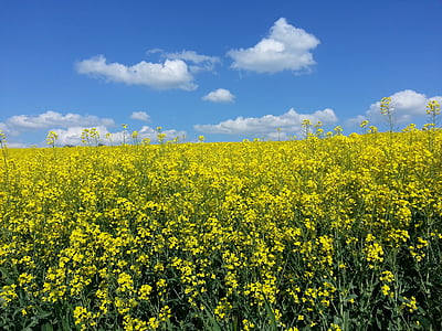 oilseed rape, summer, landscape, field of rapeseeds, sky, spring, plant