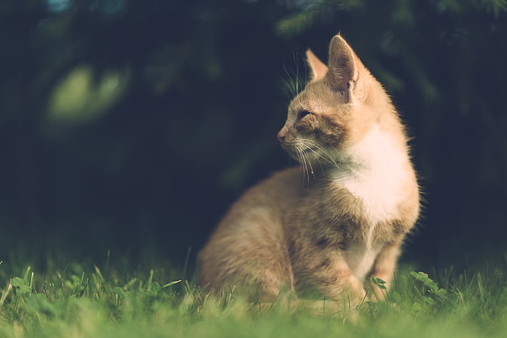 adorable, animal, blurred background, cat, close-up, cute, daylight