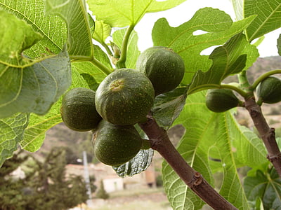 figs, tree, fig trees, fig tree, nature, branch, green