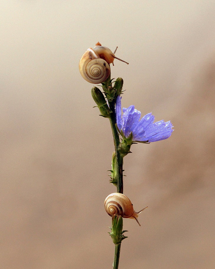 snails, flower, blue, climbing, nature, fragility, one animal