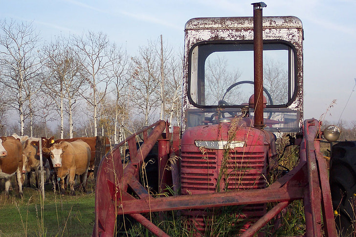 tractor, 1940, vermell, bestiar, vaques, granja, país