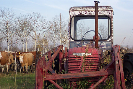 traktor, 1940, červená, hovädzí dobytok, kravy, farma, krajiny