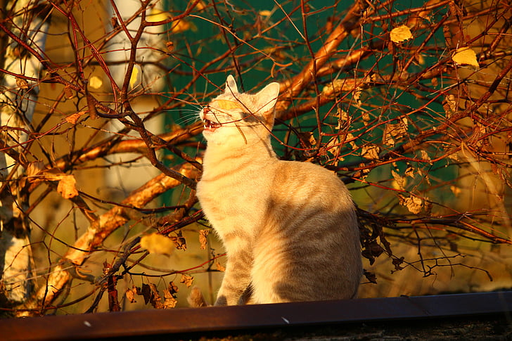 katten, høst, kveldslys, fallet løvverk, mieze, blader, kattunge
