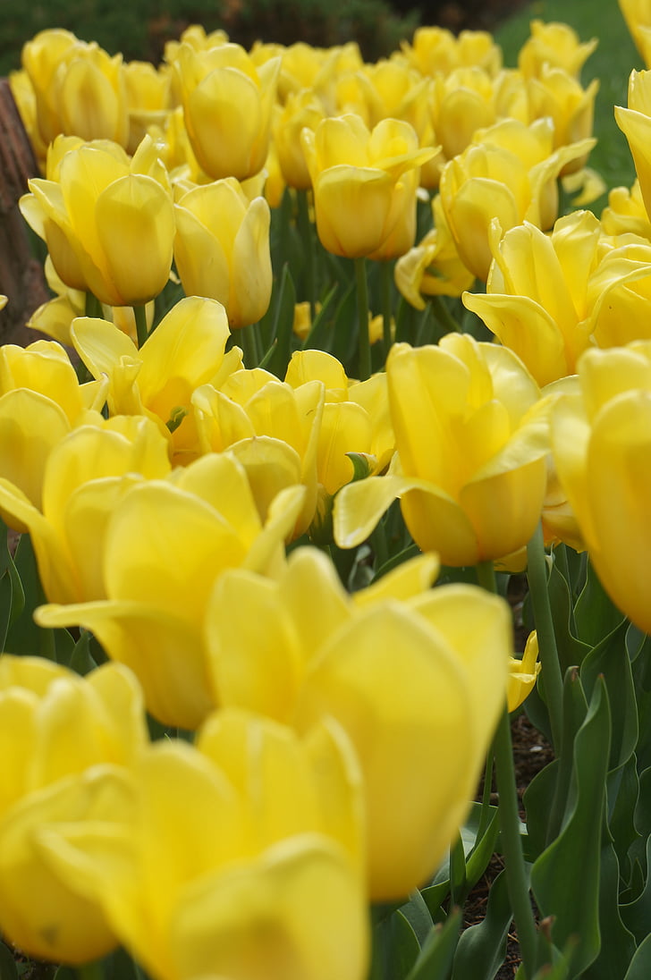 жовтий, жовт квітЄ, квітка, Tulip, Весняні квіти