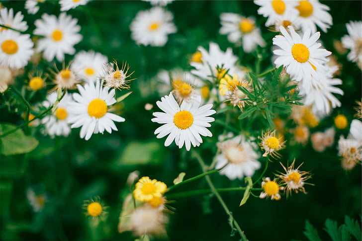 white, yellow, flowers, focus, lens, photography, daisies