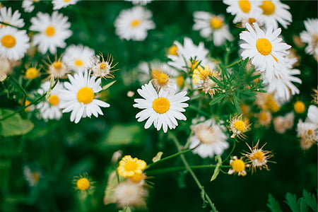 Beyaz, Sarı, çiçekler, odak, objektif, Fotoğraf, papatyalar