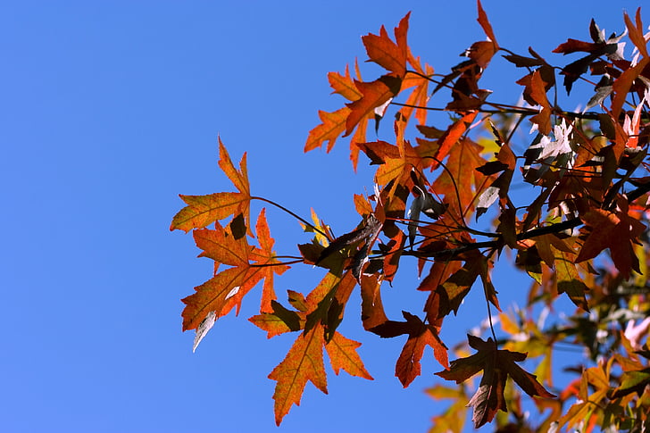 leaf, leaves, red, autumn, fall, sky, blue