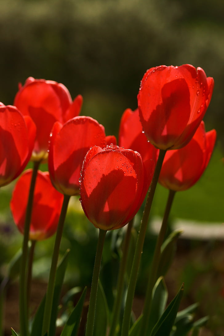 tulipán, tavaszi, virág, piros, virágok, tavaszi virág, makró