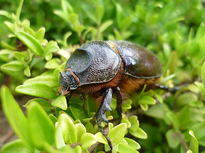 kumbang, baju besi berat, orrszarvúbogár, gergési rawa, aggtelek hg, alam, hutan