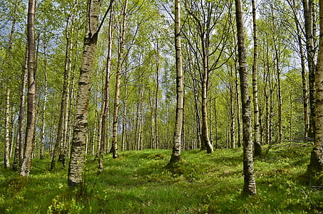 Birch, hutan pohon birch, hutan, musim semi, Alergi, Alergi-, pemicu Alergi