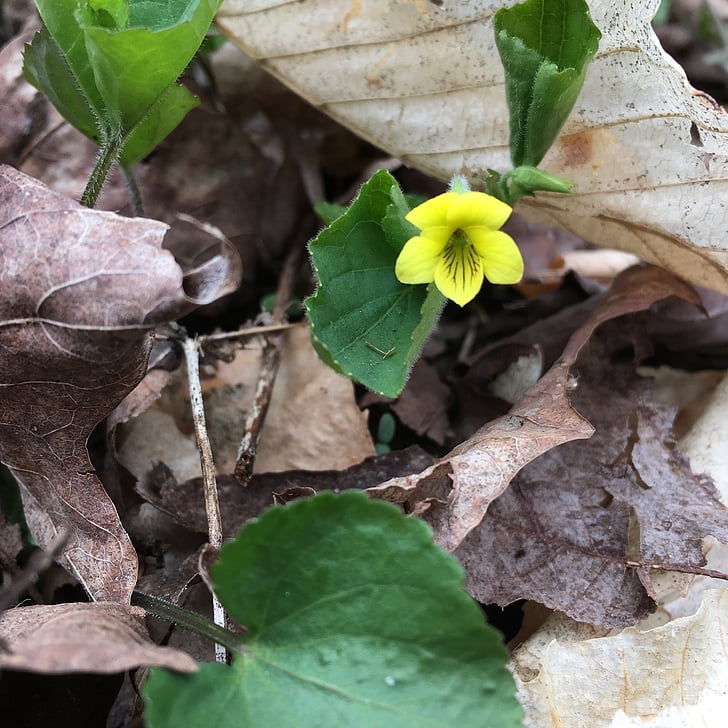 yellow violet, flower, spring flower, flower in woods