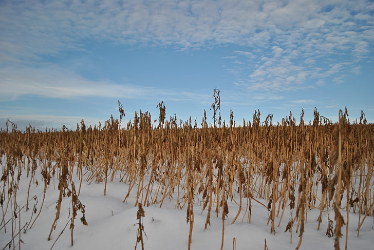 cornfield, winter, field, snow, landscape