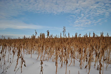 campo de milho, Inverno, campo, neve, paisagem