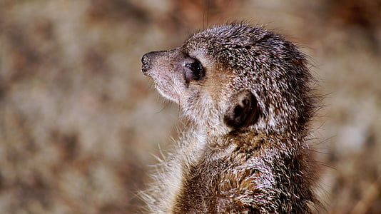 meerkat, 팀, 자연, 동물원, 동물, 동물, 포유 동물