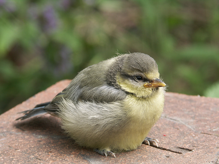 πουλί, μπλε tit, νεαρό πουλί, Songbird, πουλιά, νεαρό ζώο, μικρό πουλί