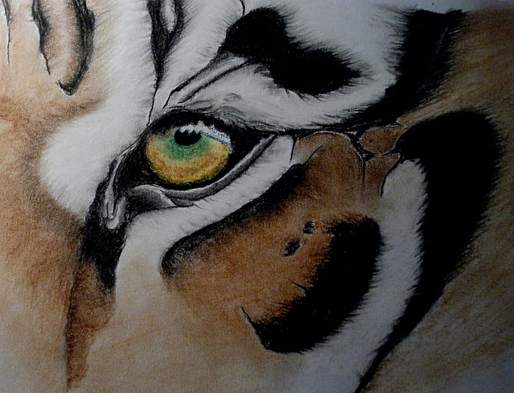 Tigre, olho, arte-final, pastel