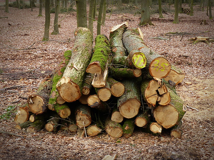 kayu, Kehutanan, pohon, hutan, log, seperti, industri kayu