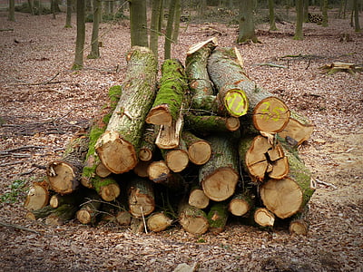 fusta, forestal, arbre, bosc, registre, com, indústria de la fusta