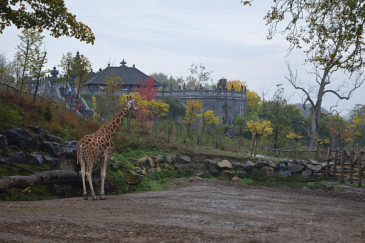 zoo, giraffe, animal, pairi daiza
