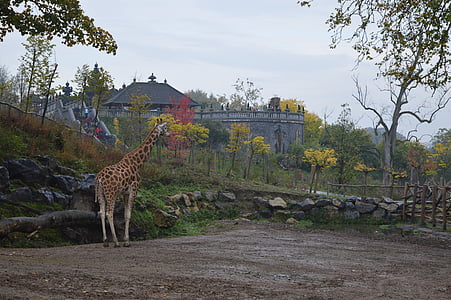 Zoo, giraf, dyr, Pairi daiza