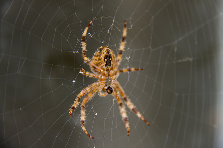 pauk, mreža, web, priroda, životinja, život, pauk je gnijezdo
