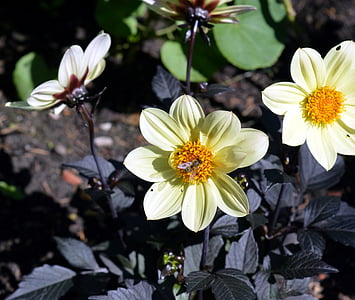 Dahlia, Hoa, Blossom, nở hoa, Dahlia Sân vườn, thực vật, Thiên nhiên