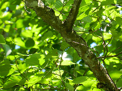 Baum, Filiale, Blätter, Natur, Grün, Wald, Wald
